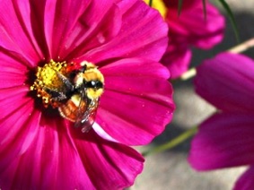 A Hunt's Bumble Bee inspects a Cosmos very closely.