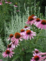 Echinacea Purpurea is very popular with all the Bees.