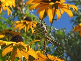 The Garden Spider waits patiently on the Rudbekia.