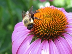 Bumble Bees love Echinacea.